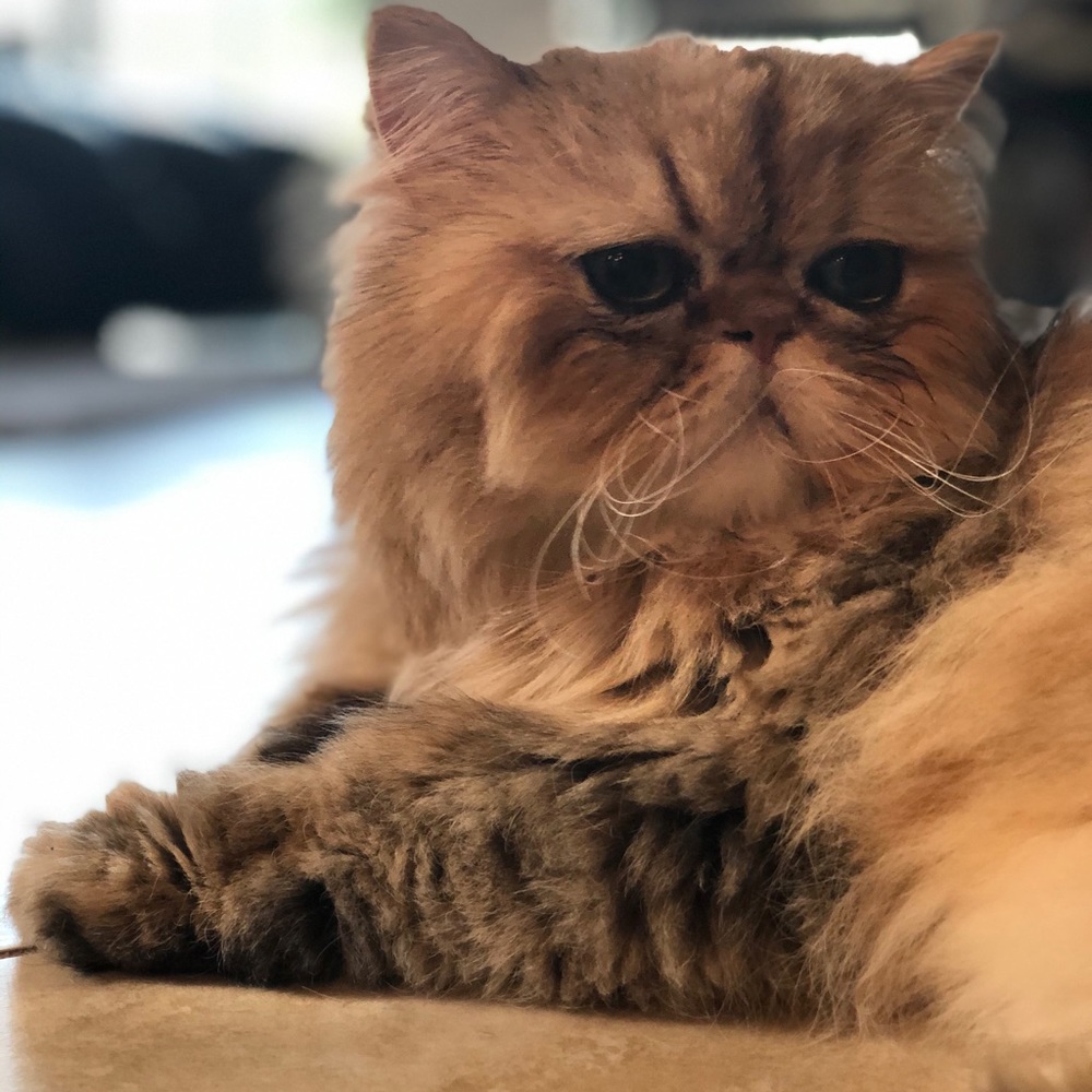 Meet your Posher, Sherry